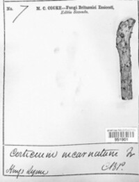 Peniophora incarnata image